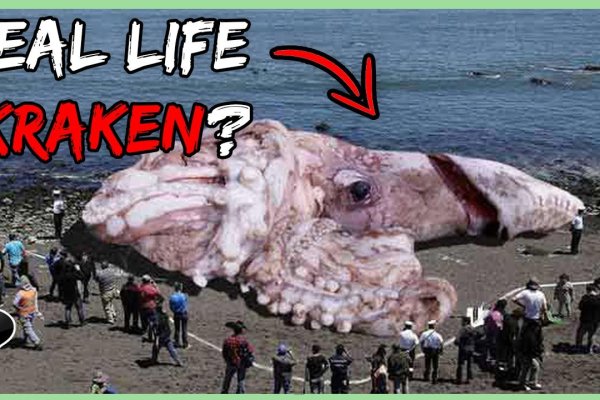 Kraken купить клад